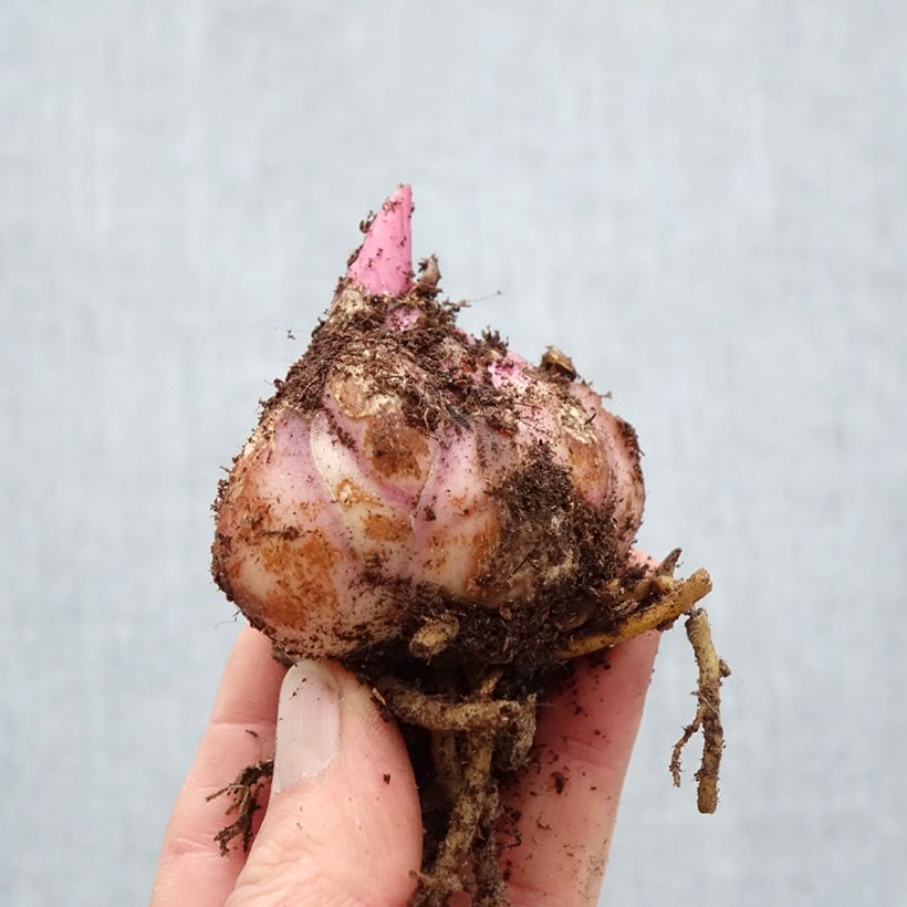 Amostra de Lis hybride oriental Saronno Bulbe Kaliber/Größe 18/20 tal como entregue na primavera