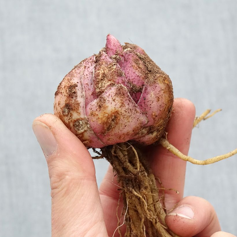 Amostra de Lis hybride Petacas (Oriental/Trompette) Bulbe Kaliber/Größe 18/20 tal como entregue na primavera