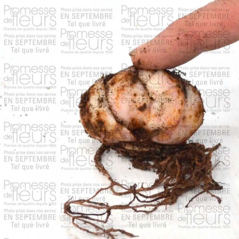 Exemplo de amostra de Lis hybride Pink Flavour Bulbe Kaliber/Größe 20+ tal como entregue