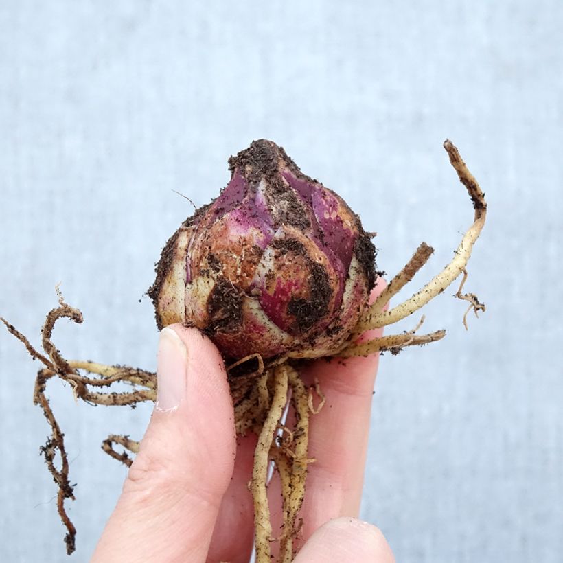 Amostra de Lírio oriental Purple Prince Bulbo Calibre 16+ tal como entregue na primavera