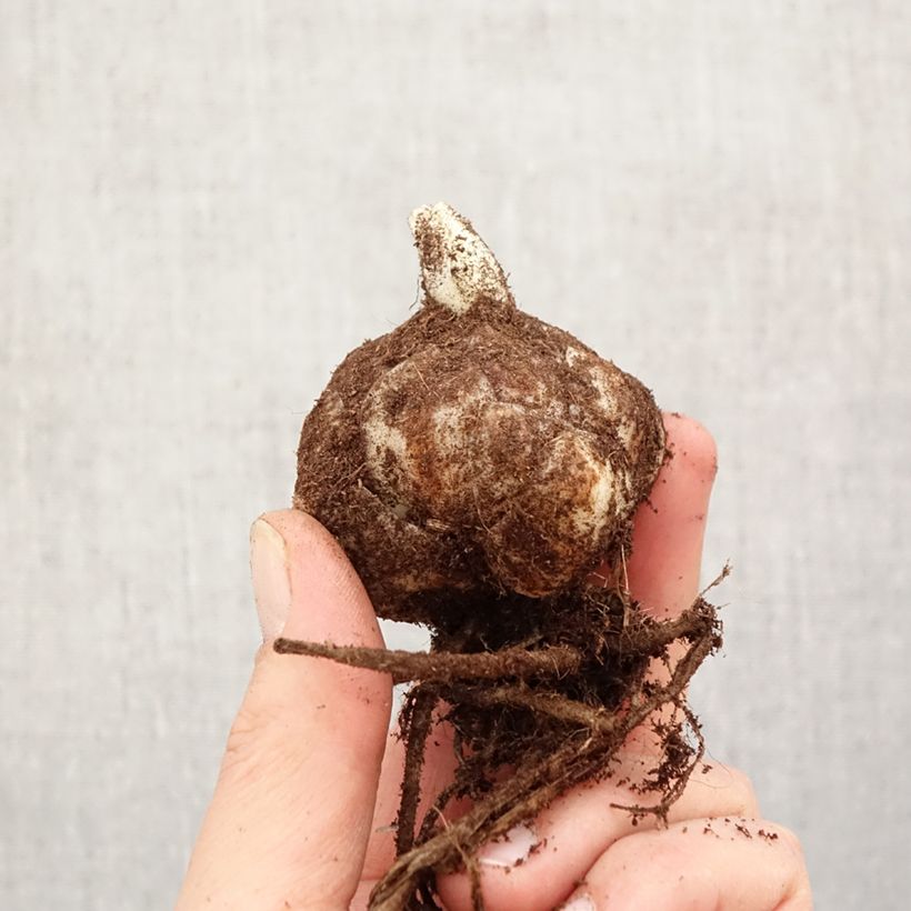 Amostra de Lírio da Páscoa Richmond Bulbo Calibre 18/20 tal como entregue na primavera