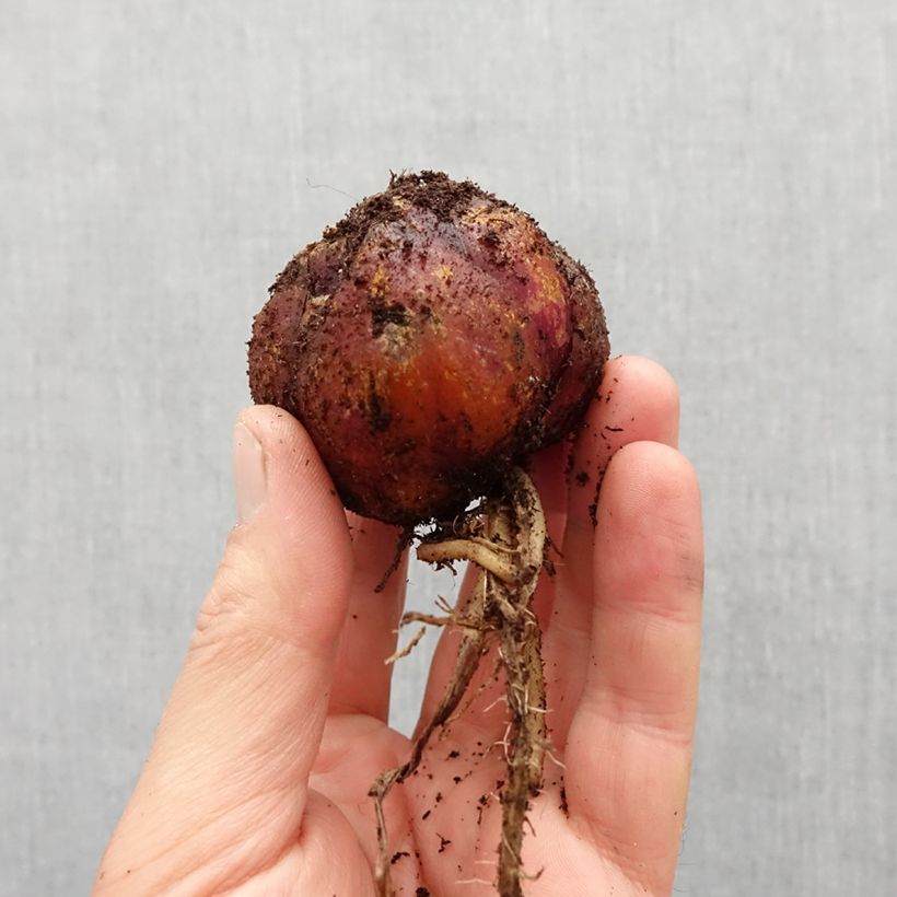 Amostra de Lis hybride Robert Swanson Bulbe Kaliber/Größe 16 tal como entregue na primavera