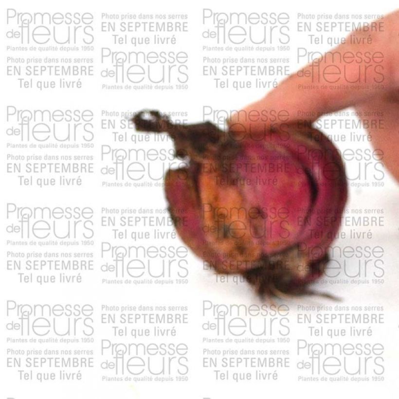 Exemplo de amostra de Lis oriental blanc - Lilium speciosum var. album Bulbo size 16+ tal como entregue