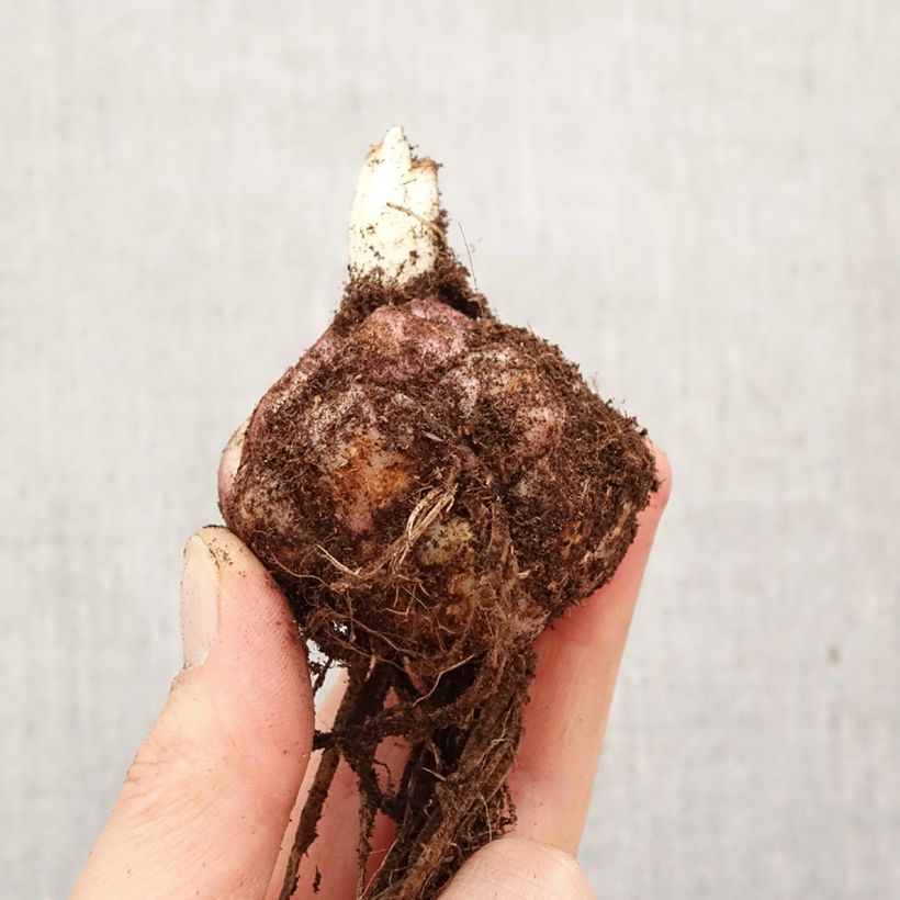 Amostra de Lírio da Páscoa Sweet Sugar Bulbo Calibre 18/20 tal como entregue na primavera