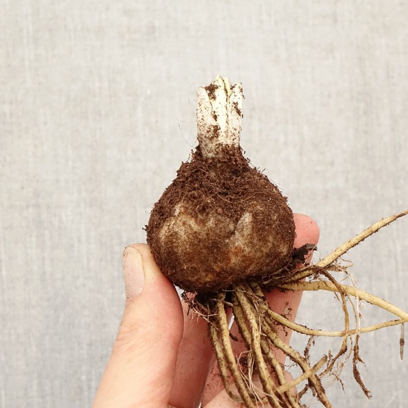 Amostra de Lírio da Páscoa Sweet Zanica Bulbo Calibre 18/20 tal como entregue na primavera