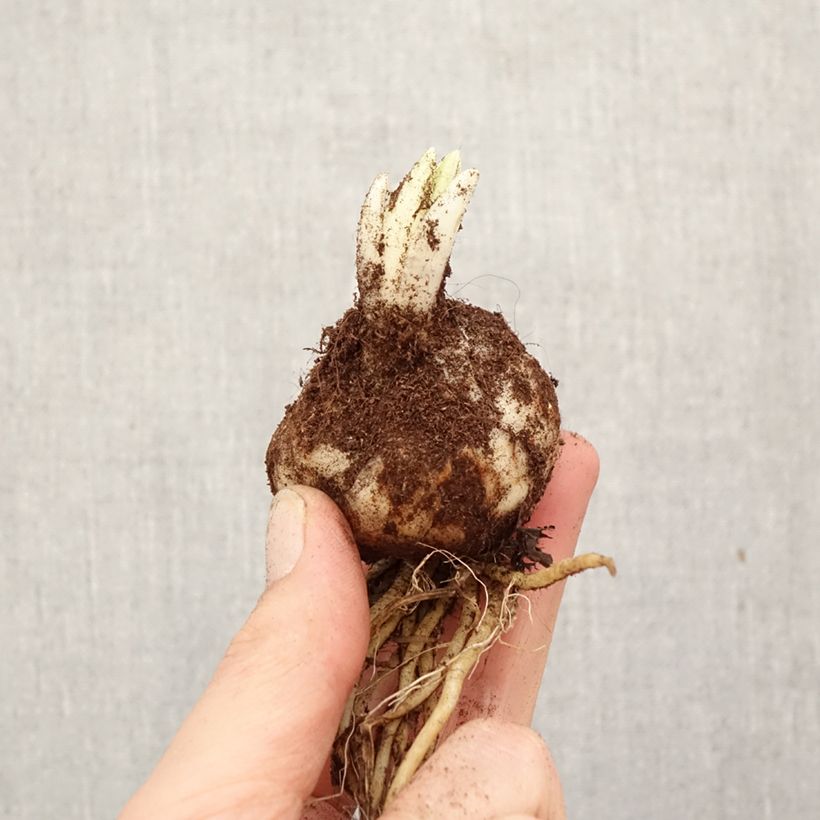 Amostra de Lírio da Páscoa Trebbiano Gerrit Zalm Bulbo Calibre 18/20 tal como entregue na primavera