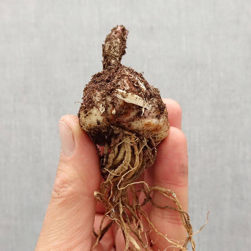 Amostra de Lis martagon Claude Shride Bulbo size 14/16 tal como entregue na primavera