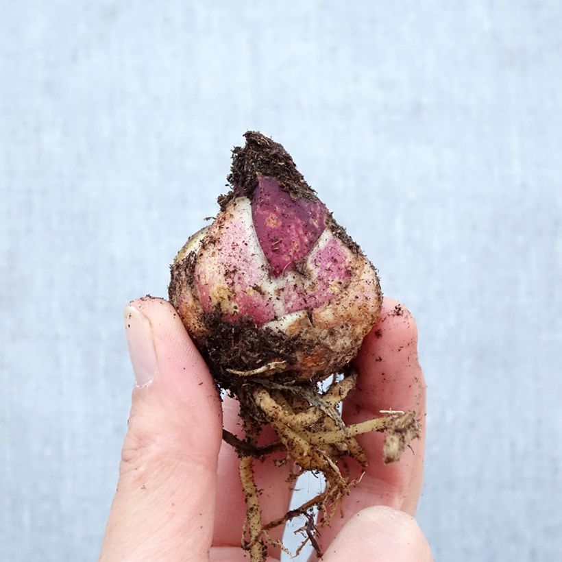 Amostra de Lírio oriental Orange Pixie Bulbo Calibre 12/14 tal como entregue na primavera