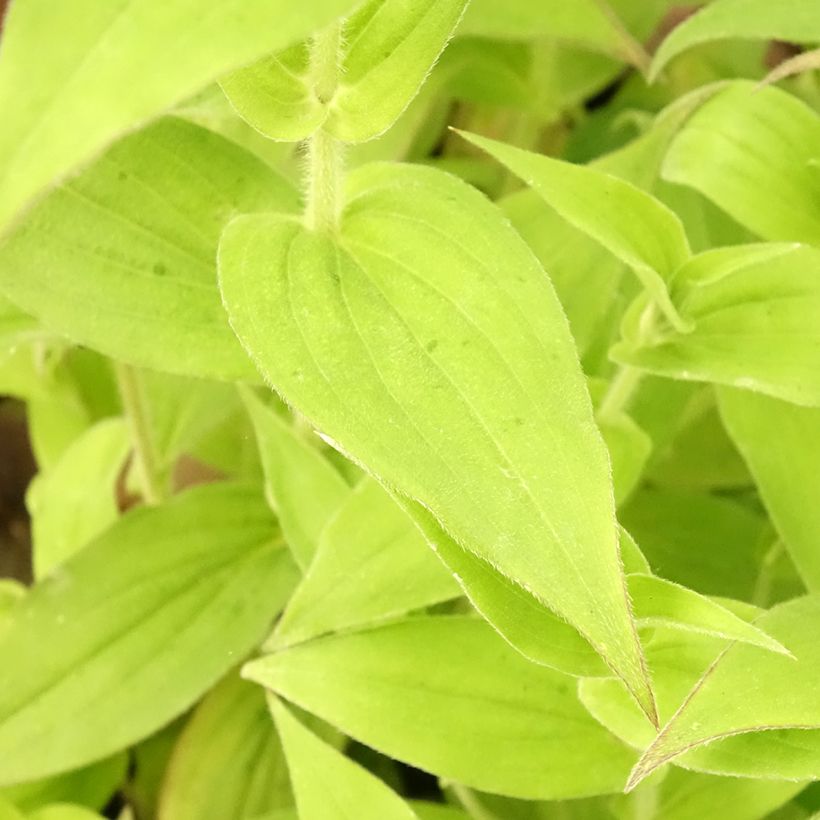 Tricyrtis hirta (Folhagem)
