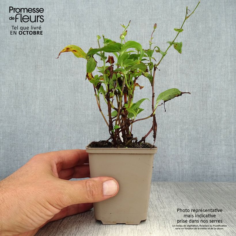 Amostra de Tricyrtis hirta Miyazaki Vaso de 8/9 cm tal como entregue no outono