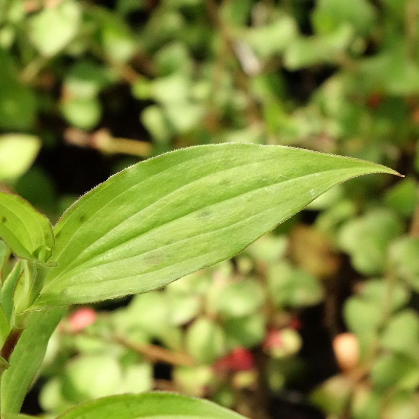 Tricyrtis hirta Miyazaki (Folhagem)