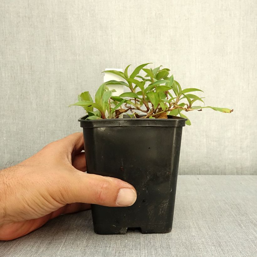 Amostra de Tricyrtis hirta Taiwan Abdane Vaso de 1,5 L/2 L tal como entregue no verão