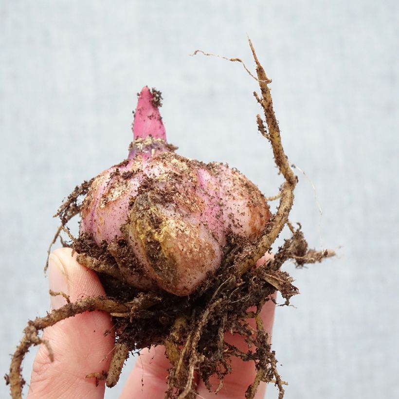 Amostra de Lis oriental Big Smile Bulbe Kaliber/Größe 18/20 tal como entregue na primavera