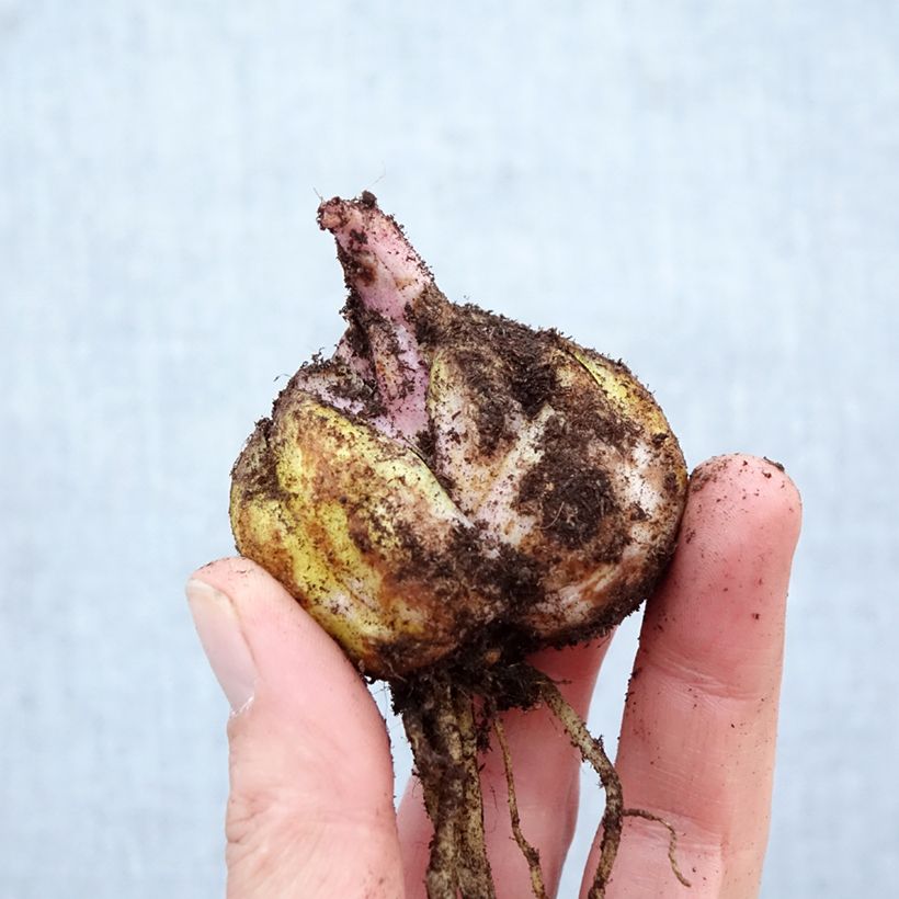 Amostra de Lírio oriental Brasilia Bulbo Calibre 16/18 tal como entregue na primavera