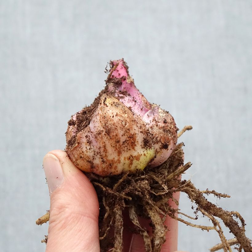 Amostra de Lis oriental Captain Tricolor Bulbe Kaliber/Größe 18/20 tal como entregue na primavera