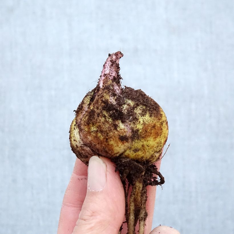 Amostra de Lírio oriental Ferrero Bulbo Calibre 16/18 tal como entregue na primavera