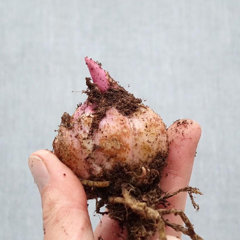 Amostra de Lis oriental Firebolt Bulbe Kaliber/Größe 18/20 tal como entregue na primavera