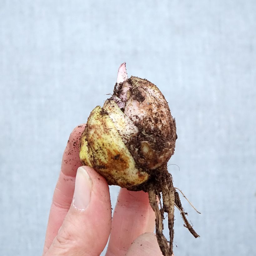 Amostra de Lírio oriental Hocus Pocus Bulbo Calibre 16/18 tal como entregue na primavera