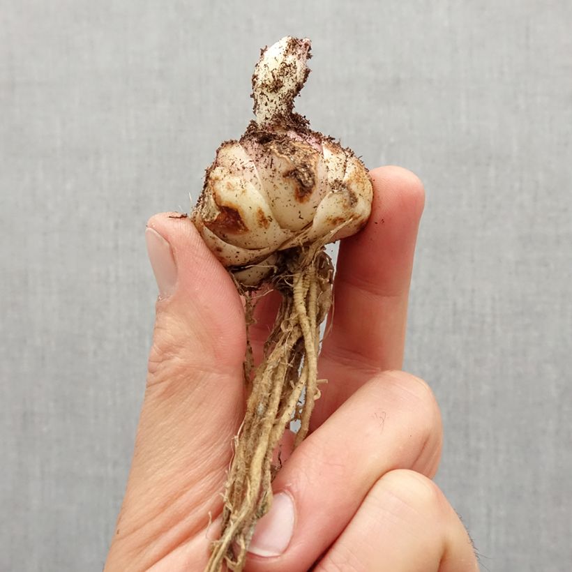 Amostra de Lis oriental Josephine Bulbo size 16/18 tal como entregue na primavera