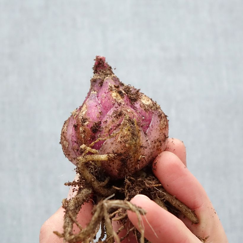 Amostra de Lis oriental Lodi Bulbe Kaliber/Größe 18/20 tal como entregue na primavera