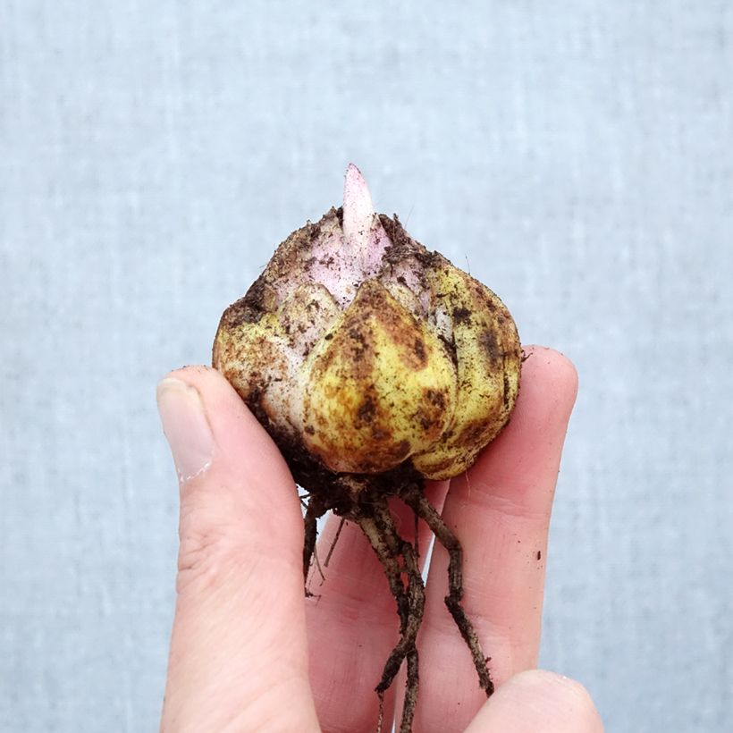 Amostra de Lírio oriental Mistero Bulbo Calibre 16/18 tal como entregue na primavera