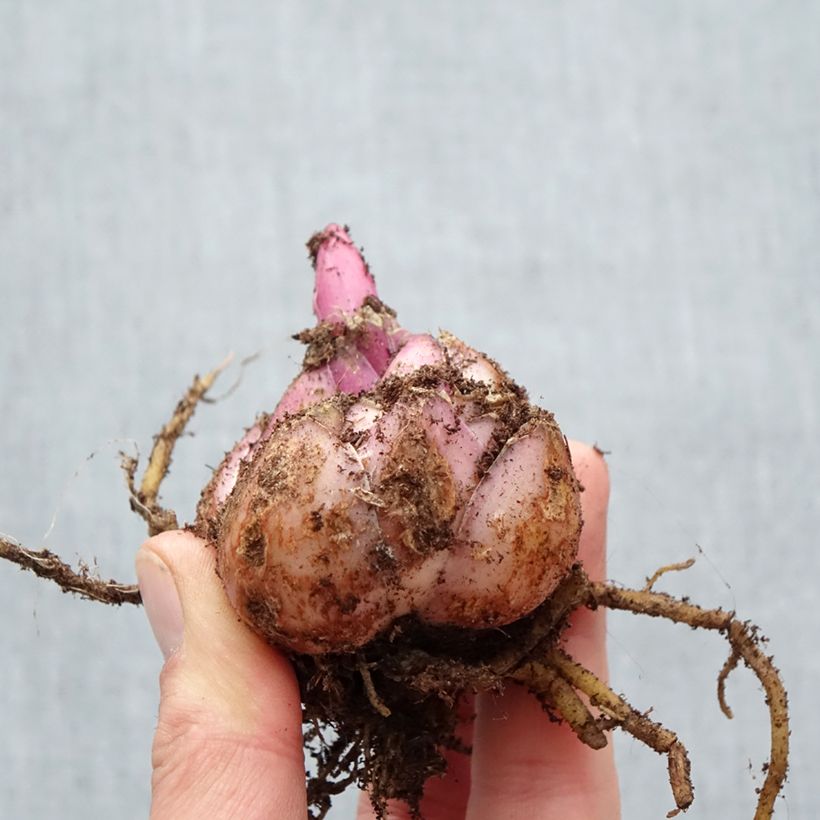 Amostra de Lis oriental Premium Blond Bulbe Kaliber/Größe 18/20 tal como entregue na primavera