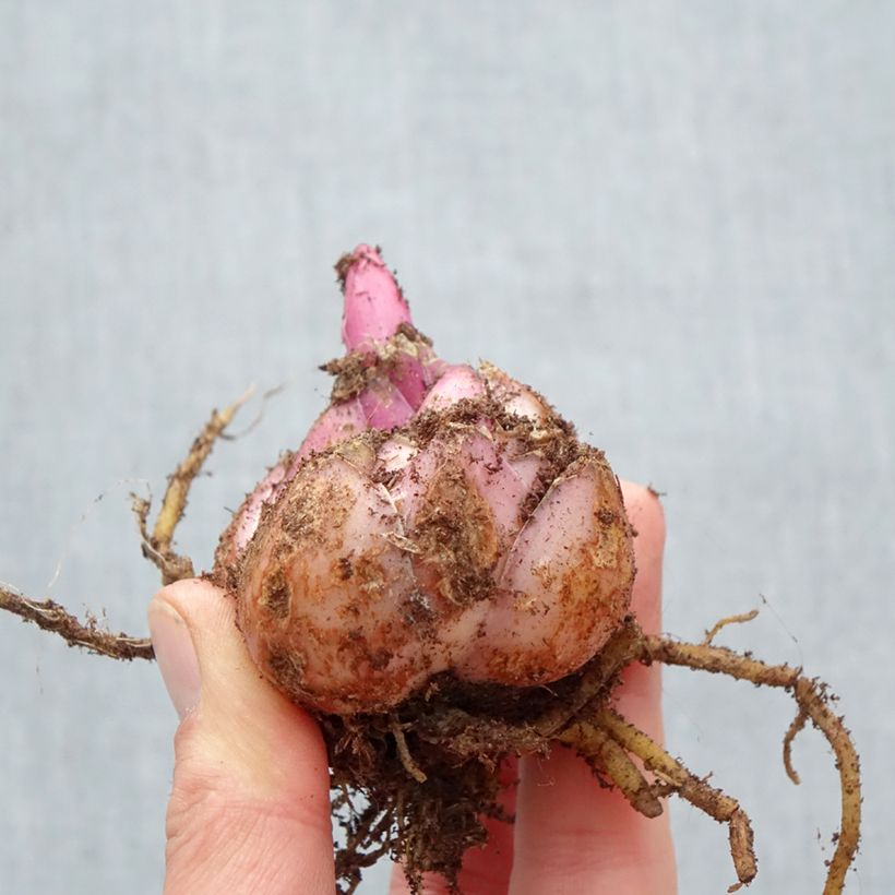 Amostra de Lis oriental Roselily Aisha Bulbe Kaliber/Größe 17/19 tal como entregue na primavera