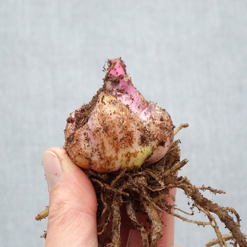 Amostra de Lis oriental Roselily Mikaela Bulbe Kaliber/Größe 17/19 tal como entregue na primavera