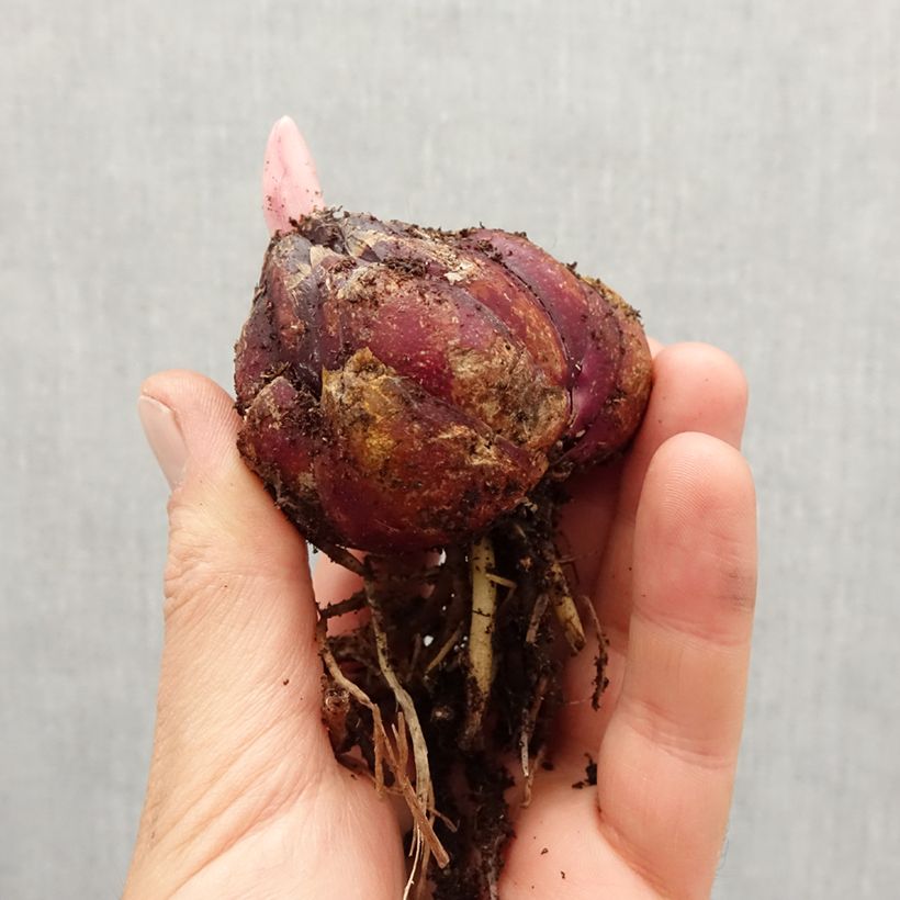 Amostra de Lis orientaux en mélange Bulbe Kaliber/Größe 18/20 tal como entregue na primavera