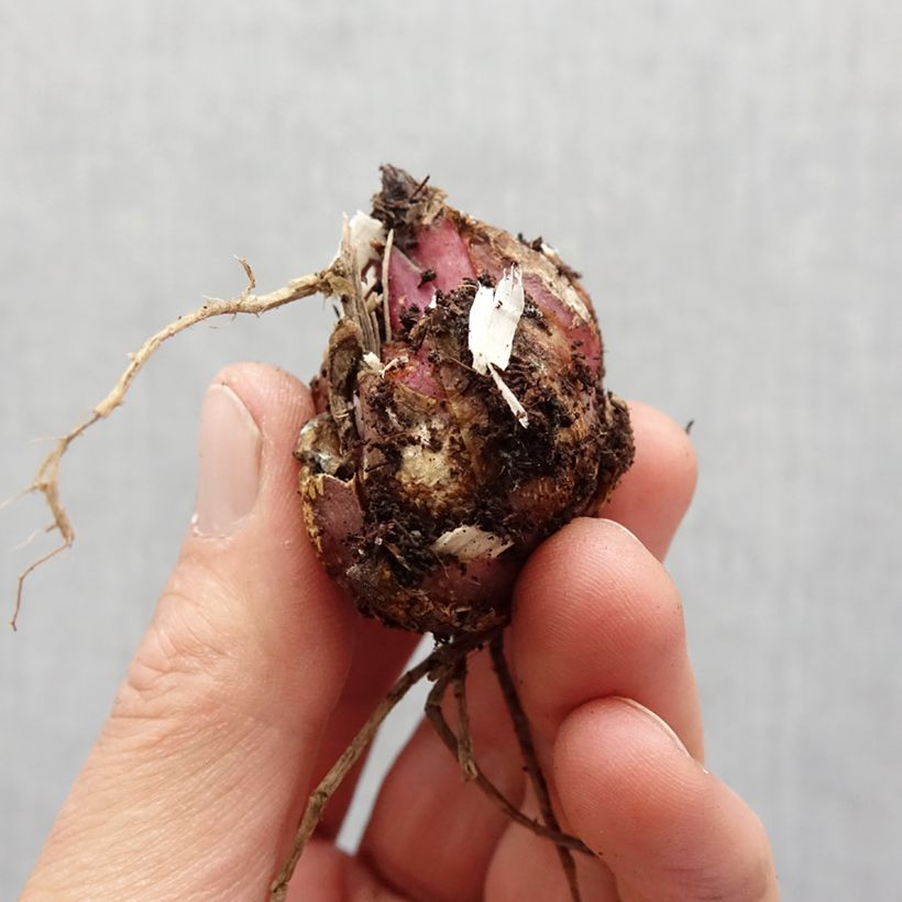 Amostra de Lis Tiger Edition - Lillium Groupe trompette oriental Bulbo size 16+ tal como entregue na primavera