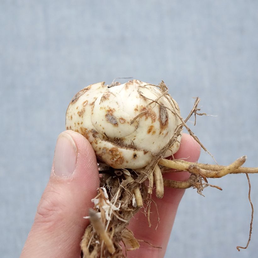 Amostra de Lis tigrinum double Flore Pleno Bulbo size 14/16 tal como entregue na primavera