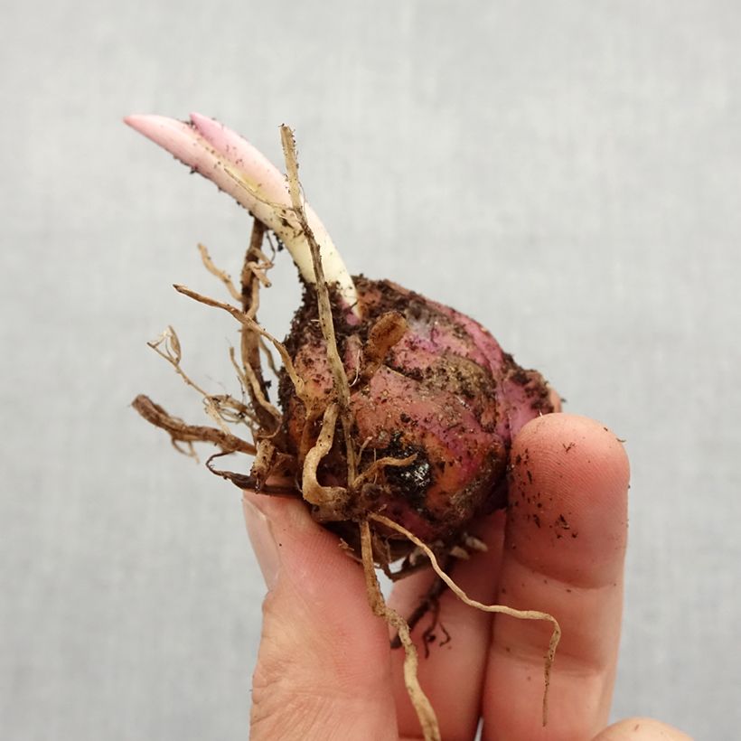 Amostra de Lis trompette Golden Splendor Bulbe Kaliber/Größe 18/20 tal como entregue na primavera