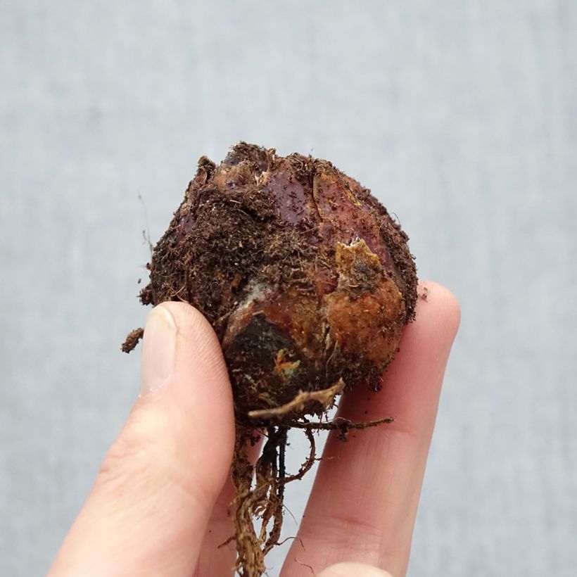 Amostra de Lis trompette - Lilium Extravaganza Bulbo size 16/18 tal como entregue na primavera