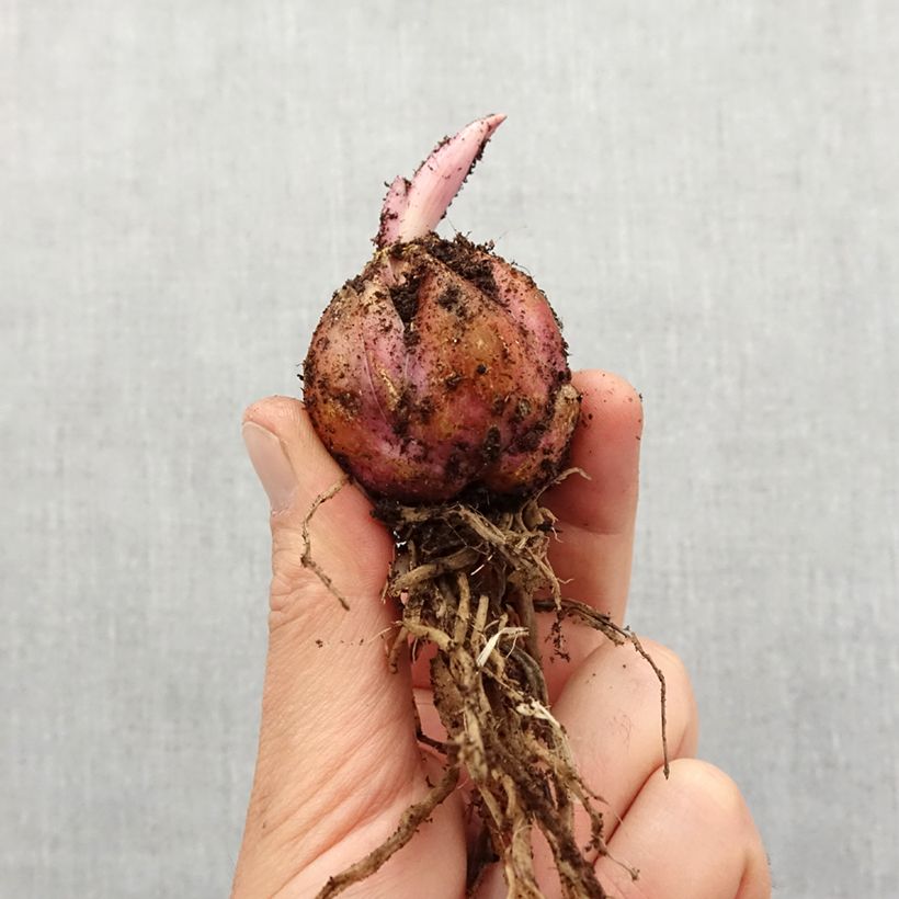 Amostra de Lis trompette - Lilium Mister Cas Bulbo size 16/18 tal como entregue na primavera