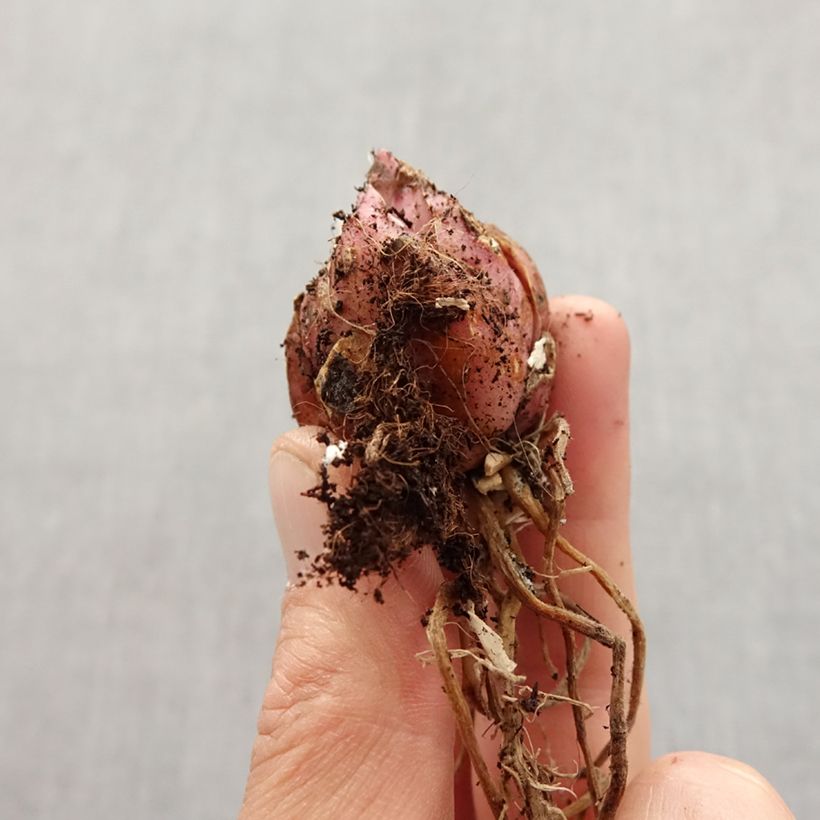 Amostra de Lis trompette - Lilium Muscadet Bulbo size 14/16 tal como entregue na primavera