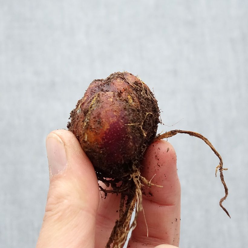 Amostra de Lis trompette  - Lilium Scheherazade Bulbo size 16/18 tal como entregue na primavera