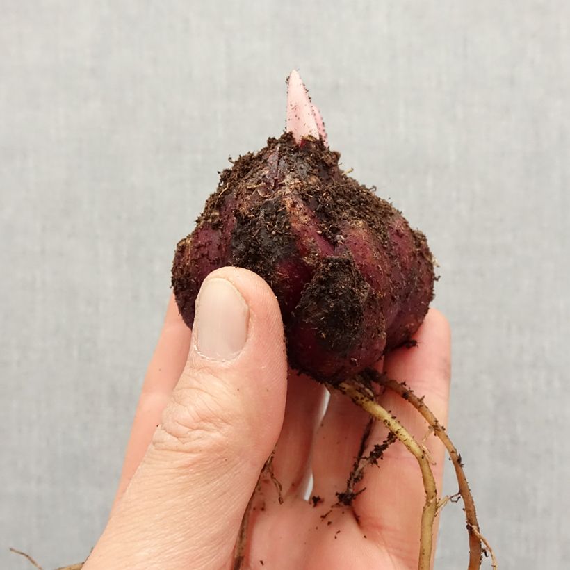 Amostra de Lírio oriental African Queen Bulbo Calibre 16/18 tal como entregue na primavera