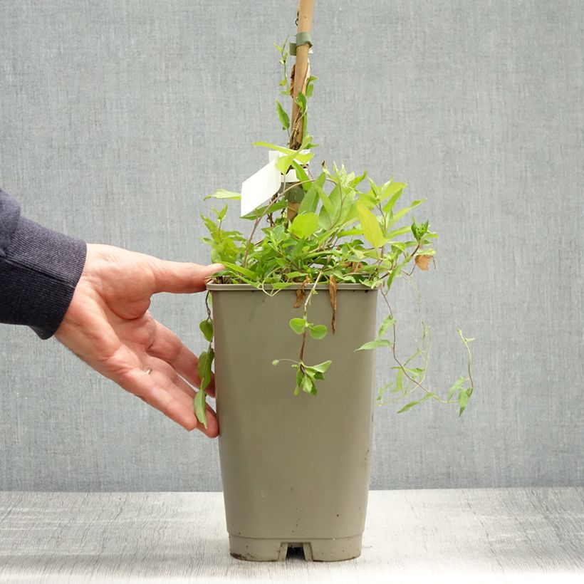 Amostra de Calystegia hederacea Flore Pleno Vaso de 2 L/3 L tal como entregue na primavera