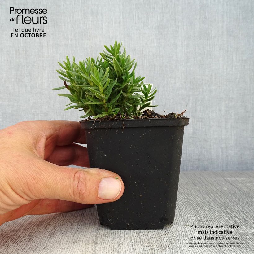 Amostra de Lithodora diffusa Alba Vaso de 8/9 cm tal como entregue no outono