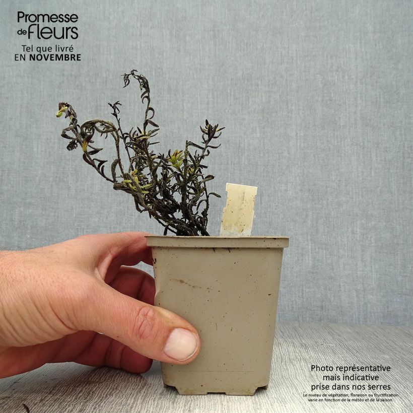 Amostra de Lithodora diffusa Cambridge Blue Vaso de 8/9 cm tal como entregue no outono