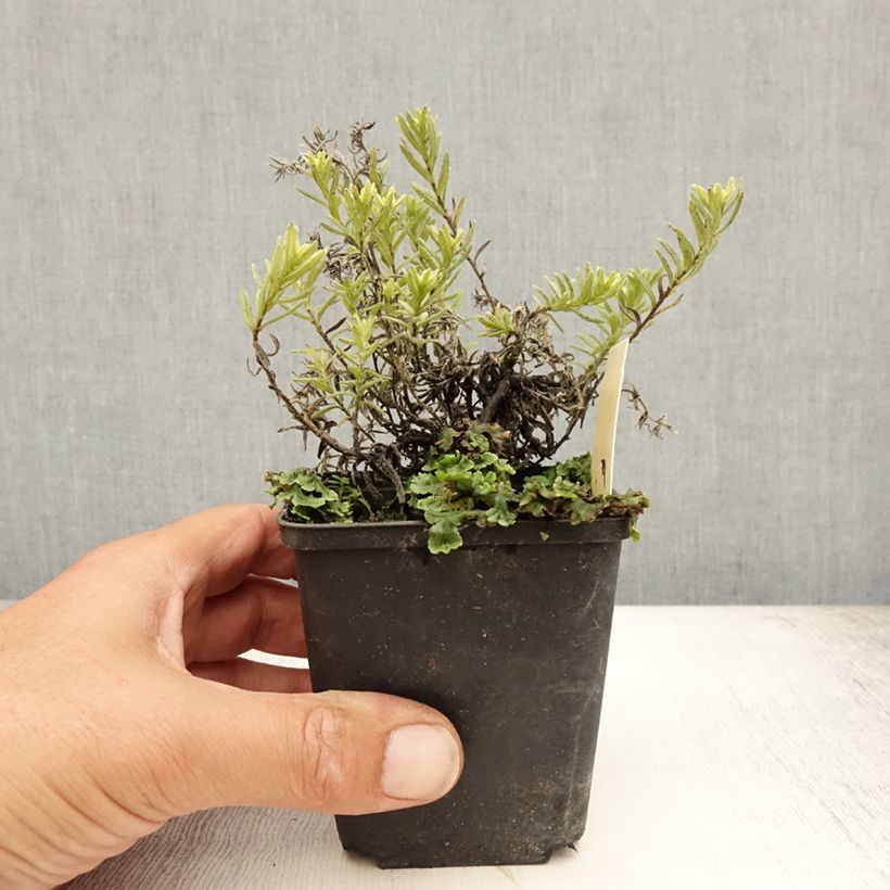 Amostra de Lithodora diffusa Cambridge Blue Vaso de 8/9 cm tal como entregue no verão