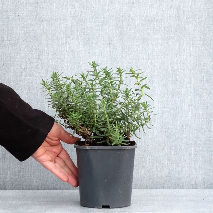 Amostra de Lithodora diffusa Heavenly Blue Vaso de 2 L/3 L tal como entregue no inverno