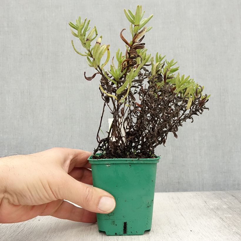 Amostra de Lithodora diffusa Heavenly Blue Vaso de 8/9 cm tal como entregue no outono