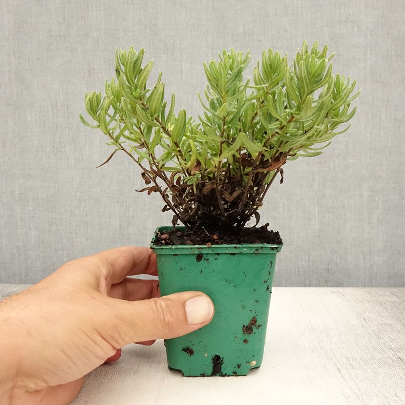 Amostra de Lithodora diffusa Heavenly Blue Vaso de 8/9 cm tal como entregue no verão