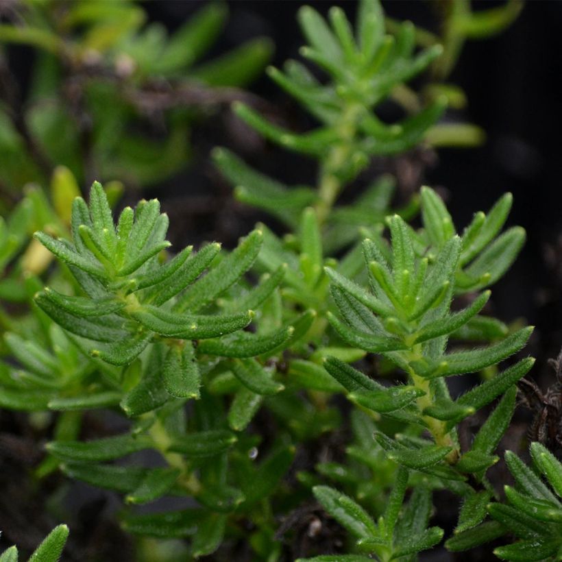 Lithodora diffusa Heavenly Blue (Folhagem)