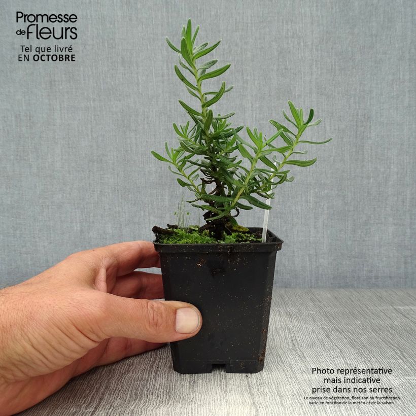 Amostra de Lithodora diffusa Star Vaso de 8/9 cm tal como entregue no outono