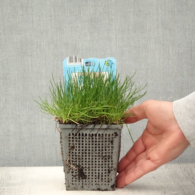 Amostra de Litorella uniflora Vaso de 1 L/1,5 L tal como entregue no verão