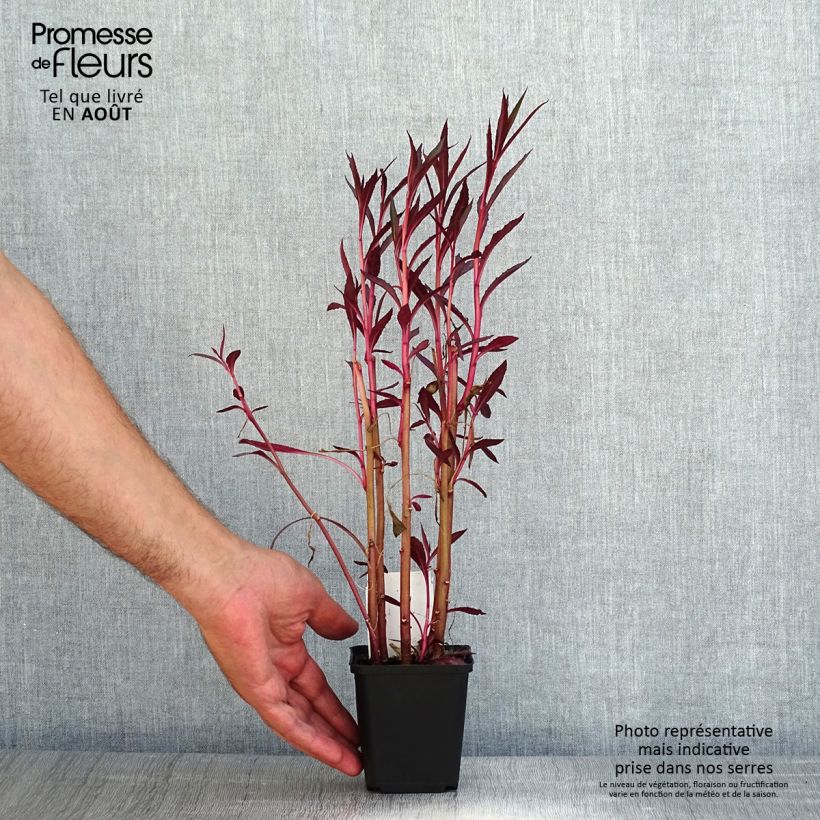 Amostra de Lobelia cardinalis Vaso de 8/9 cm tal como entregue no verão