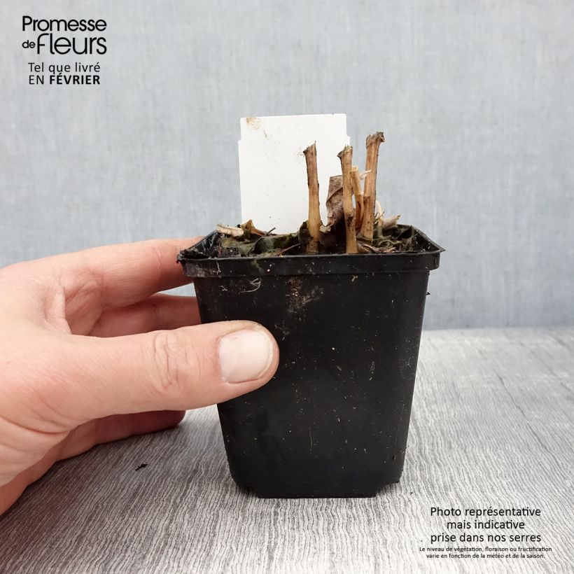 Amostra de Lobelia cardinalis - Lobélie cardinale Godet de 8/9 cm tal como entregue no inverno