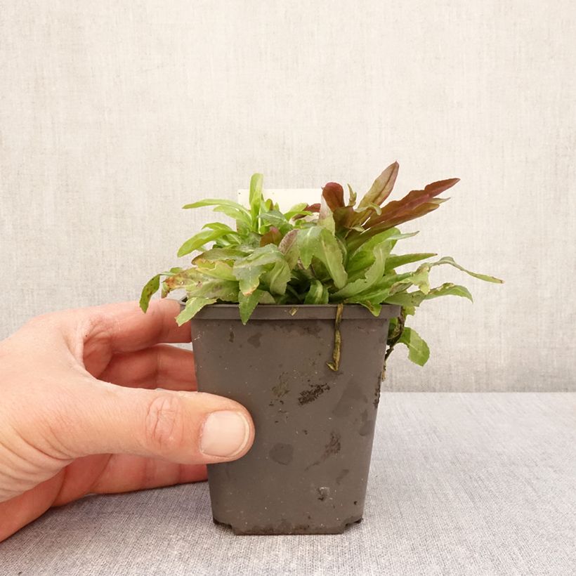 Amostra de Lobelia cardinalis Vaso de 8/9 cm tal como entregue na primavera